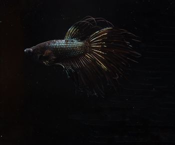 View of fish swimming in sea