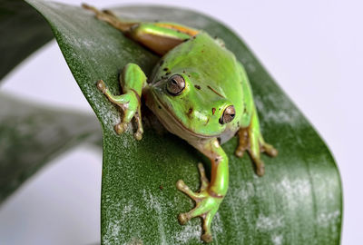 Close-up of frog on leaf