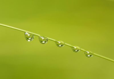 Close-up of water drops on plant against green background