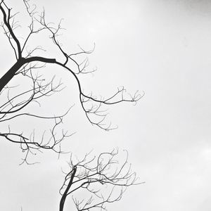 Low angle view of bare trees against sky