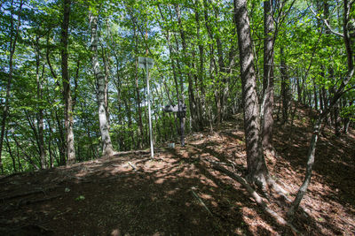 Trees in forest