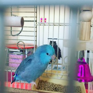 Close-up of parrot in cage