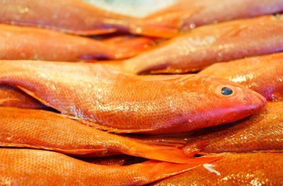 Close-up of orange fish at jessie taylor seafood market