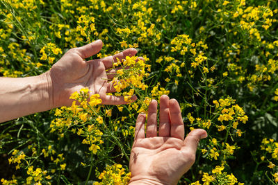 Canola flowers being held in human hand on oilseed feeld background