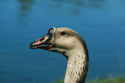 Close-up of a bird