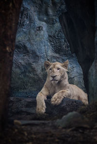 Lion on tree trunk