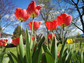 Close-up of red tulips in field