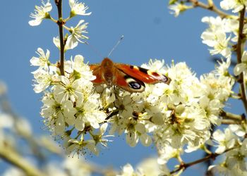 Close-up of butterfly pollinating on flower