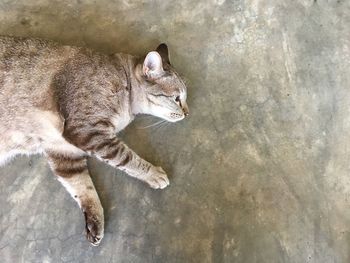 High angle view of tabby resting on wall