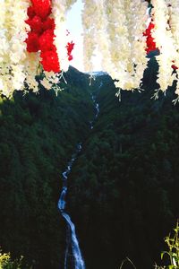 Close-up of red flowering plant against trees