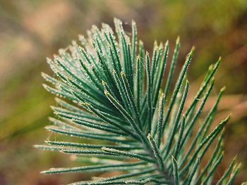 Close-up of pine needles during winter