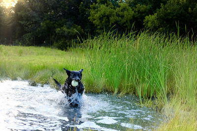 Dog running in water
