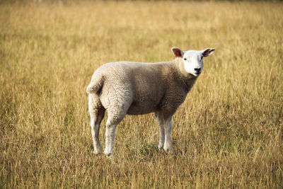 Full length of a sheep on field