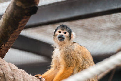 Portrait of monkey sitting in a zoo