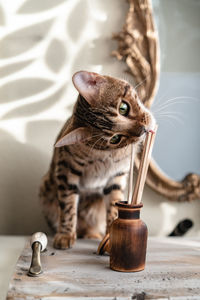 Cat sitting on table