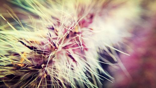 Close-up of dandelion flower