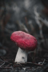 Close-up of fly agaric mushroom on field