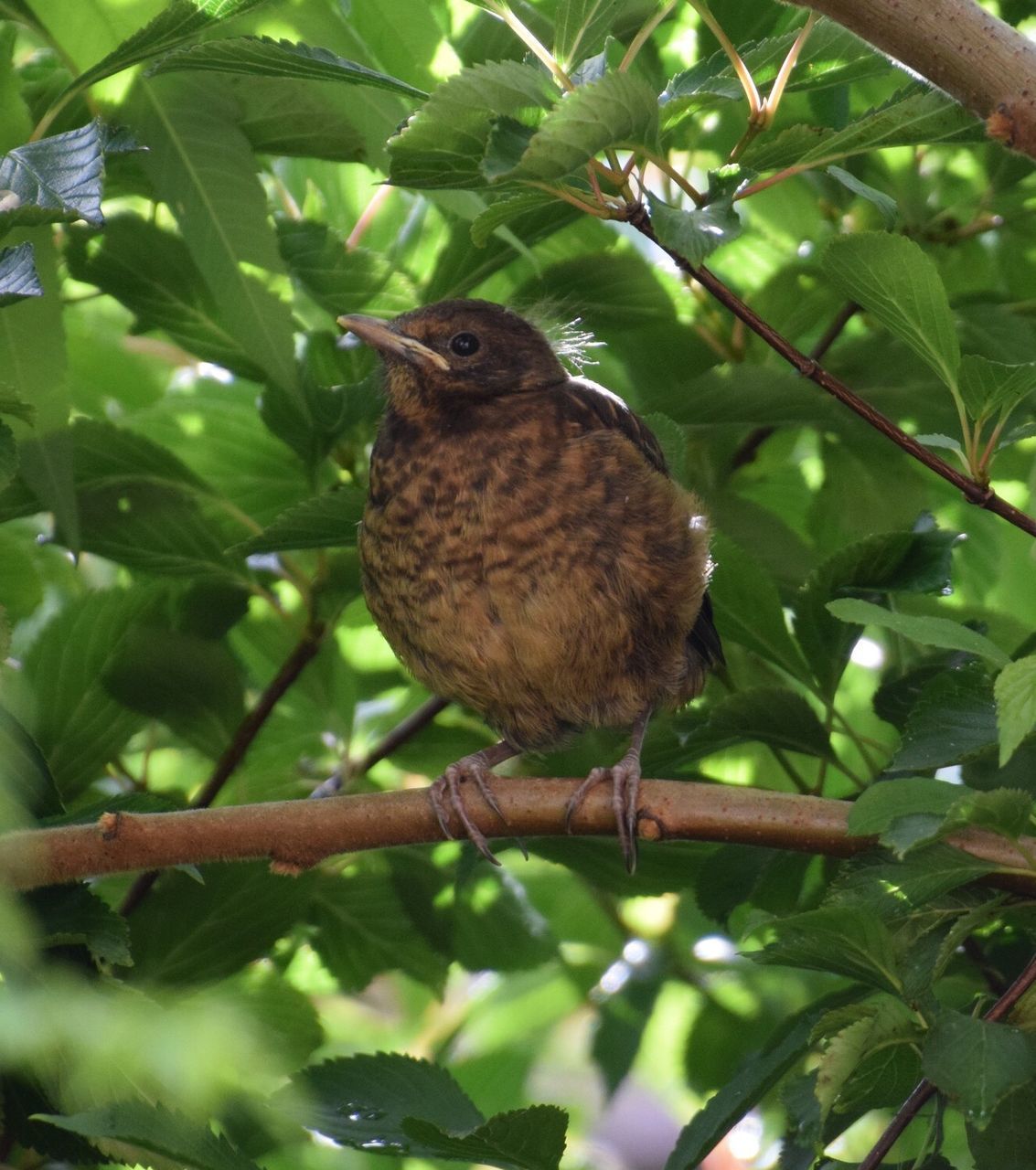 CLOSE-UP OF BIRD PERCHING ON TREE