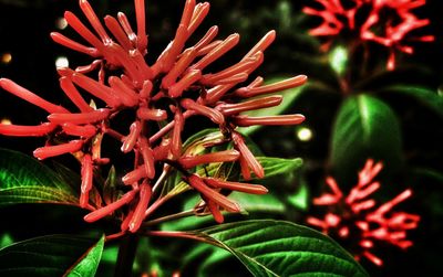 Close-up of red flower