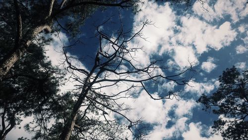Low angle view of tree against sky