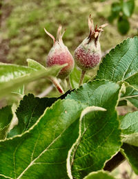 Close-up of blackberries growing on plant