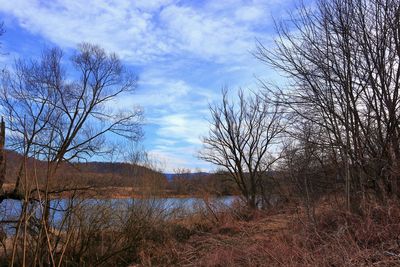 Bare trees by lake against sky