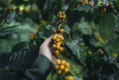 Close-up of hand touching fruits on plant