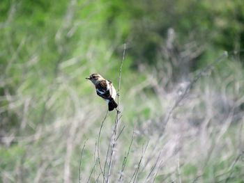 The siberian stonechat or asian stonechat sitting on a branch