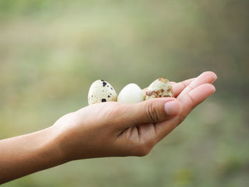 Close-up of hand holding bird