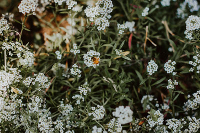 View of white flowering plants