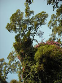 Low angle view of trees against sky