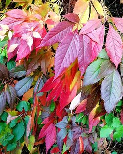 Close-up of autumnal leaves on plant