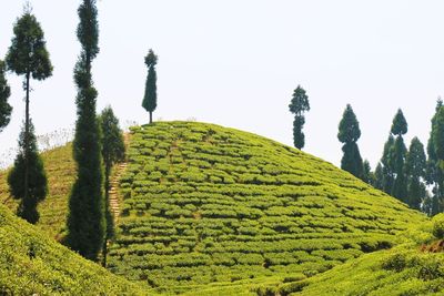 Scenic view of agricultural field against clear sky