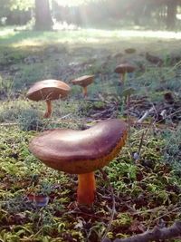 Close-up of mushroom on field in forest