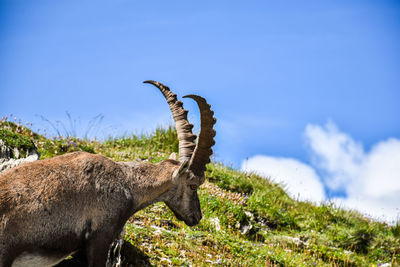 Side view of giraffe on field against sky