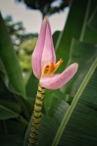 Close-up of pink flower