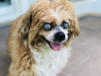 Close-up of dog lhasa apso dog breed damaged