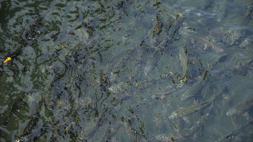 High angle view of fish underwater