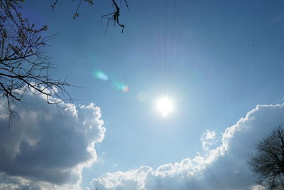 Low angle view of trees against sky on sunny day