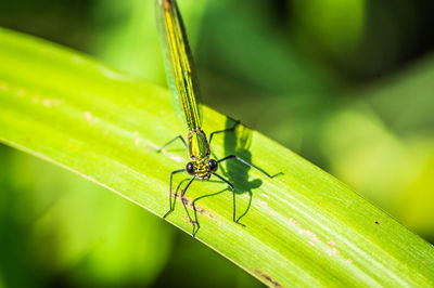 Close-up of insect on leaf