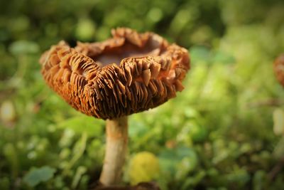 Close-up of mushroom in field