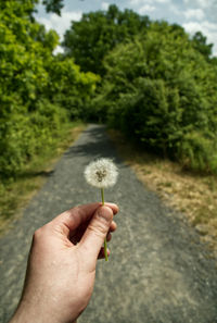 Cropped hand holding dandelion