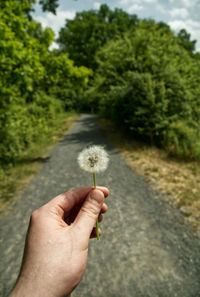 Dandelion in hand 