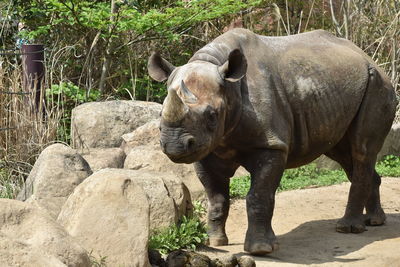 Eastern black rhinoceros in a zoo