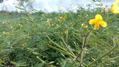 Close-up of flowers blooming on field