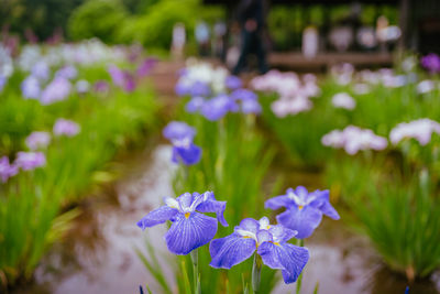 Close-up of purple flowers