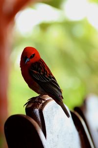 Close-up of bird perching on red leaf