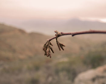 Close-up of leaf against sky