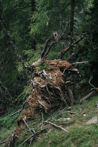 Trees growing in forest