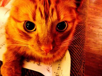Close-up portrait of cat